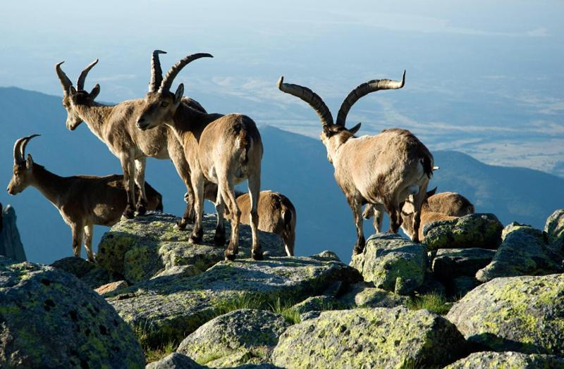 Ruralrut En El Tiemblo Precios Especiales A Partir De 7 Noches, Wifi, Cabina De Hidromasaje, Aire Acondicionado, Zonas De Bano Naturales Cercanas Ел Тиембло Екстериор снимка